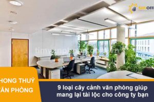 9 loại cây cảnh văn phòng giúp mang lại tài lộc cho công ty bạn