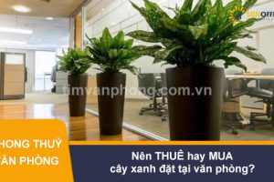 Nên thuê cây xanh đặt tại văn phòng hay mua trọn gói?